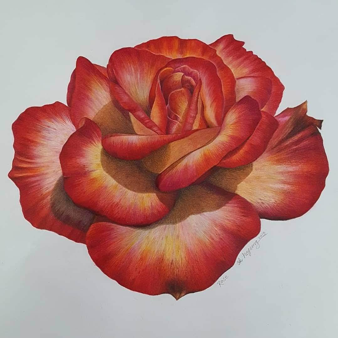 장미1